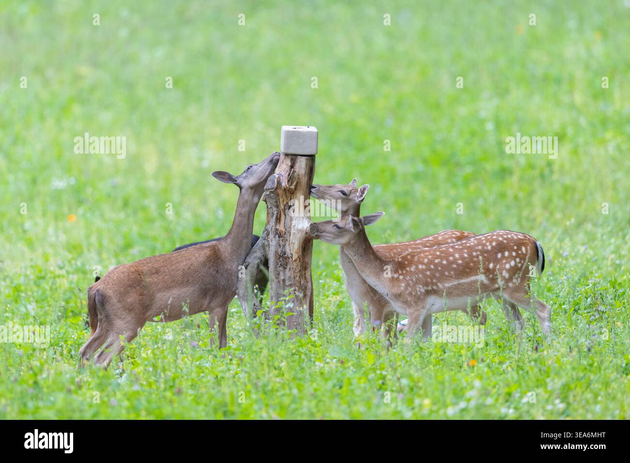 Cervo a riposo, Cervus dama, si fa a leccare il sale, estate, Schleswig-Holstein, Germania Foto Stock