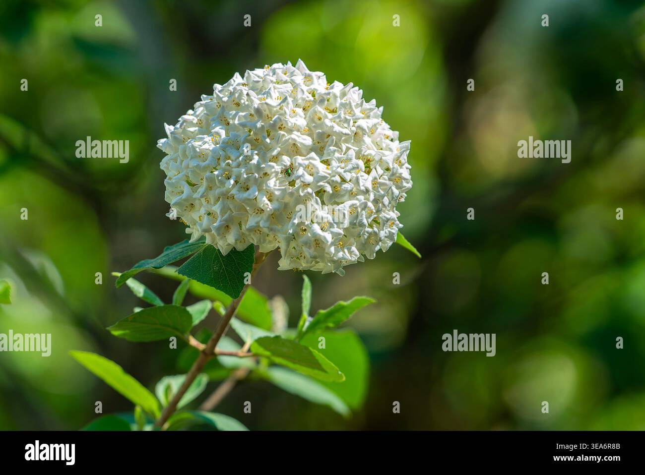 Un fiore della spezia coreana Vibornum arbusto profumato Foto Stock