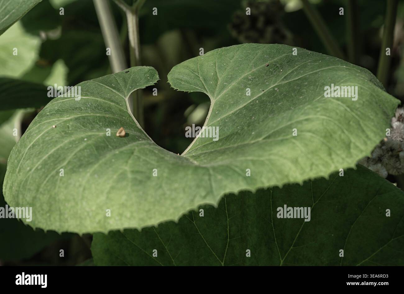 Un'enorme perenne ombra Butterbur Foto Stock