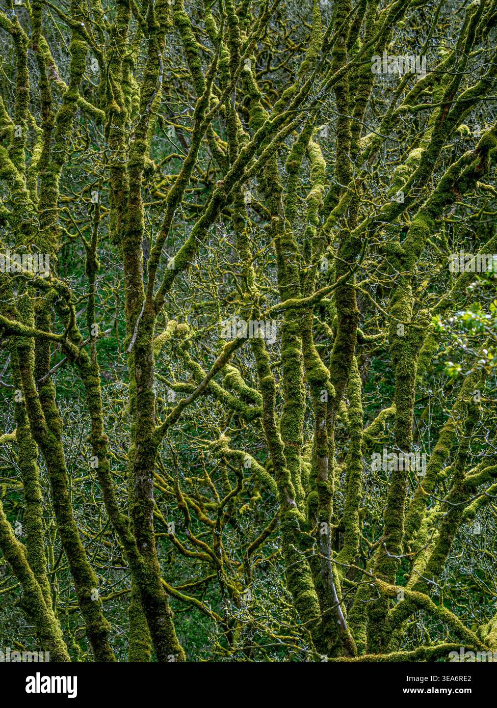 Scena boschiva retroilluminata di tronchi d'albero e rami aggrovigliati pesantemente ricoperti di muschio verde, creando un intricato motivo naturale in una luce soffusa. Foto Stock