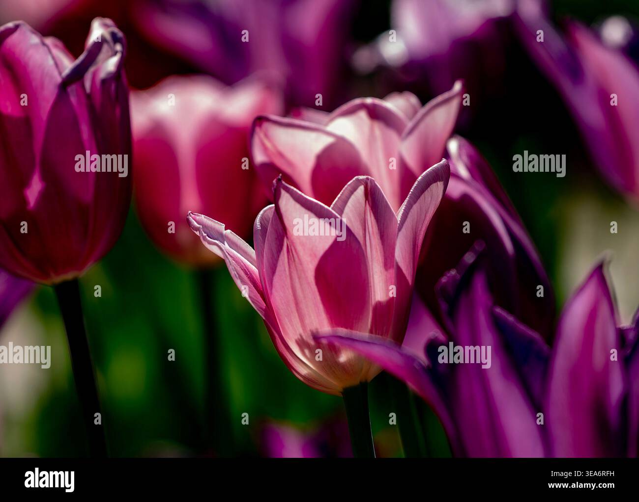 Un letto di tulipani a Springtime Foto Stock