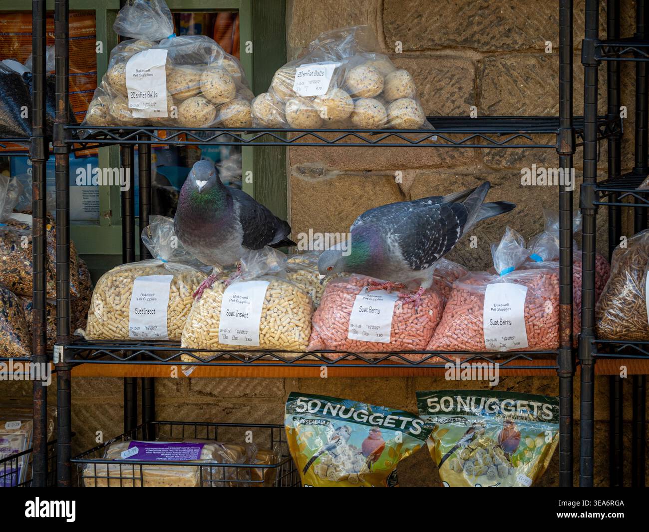 I piccioni che si nutrono di cibo ornitologico all'esterno di un negozio a Bakewell, Peak District National Park, Derbyshire, Inghilterra, Regno Unito Foto Stock