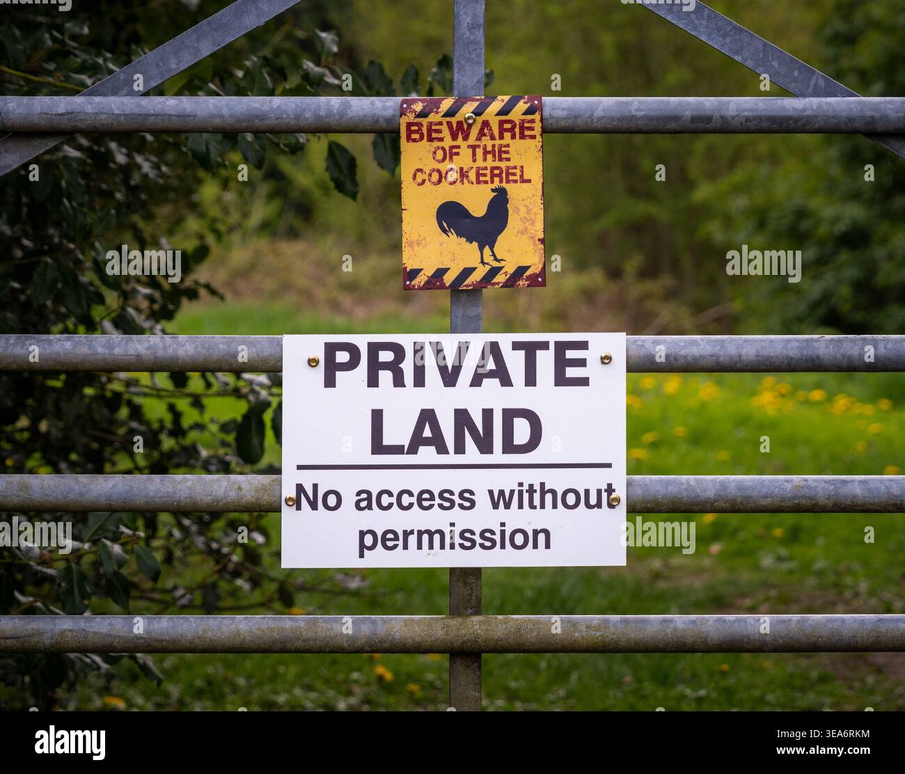 Cartello di avvertimento privato e avviso "attenzione al galletto" sul cancello dell'azienda agricola, Inghilterra rurale, Regno Unito Foto Stock
