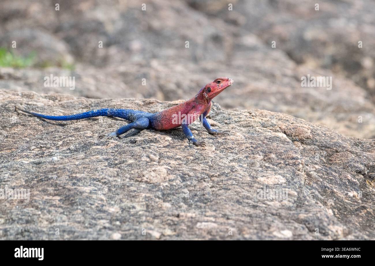 Visualizzazione di Mwanza maschio a testa piatta agama (Agama mwanzae) Foto Stock