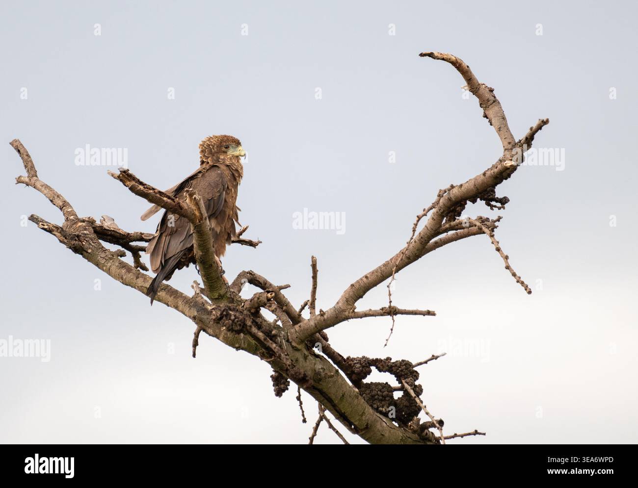 Il bateleur immaturo (Terathopius ecaudatus), il piumaggio adulto di questa specie di aquile è stato raggiunto a 6-7 anni Foto Stock