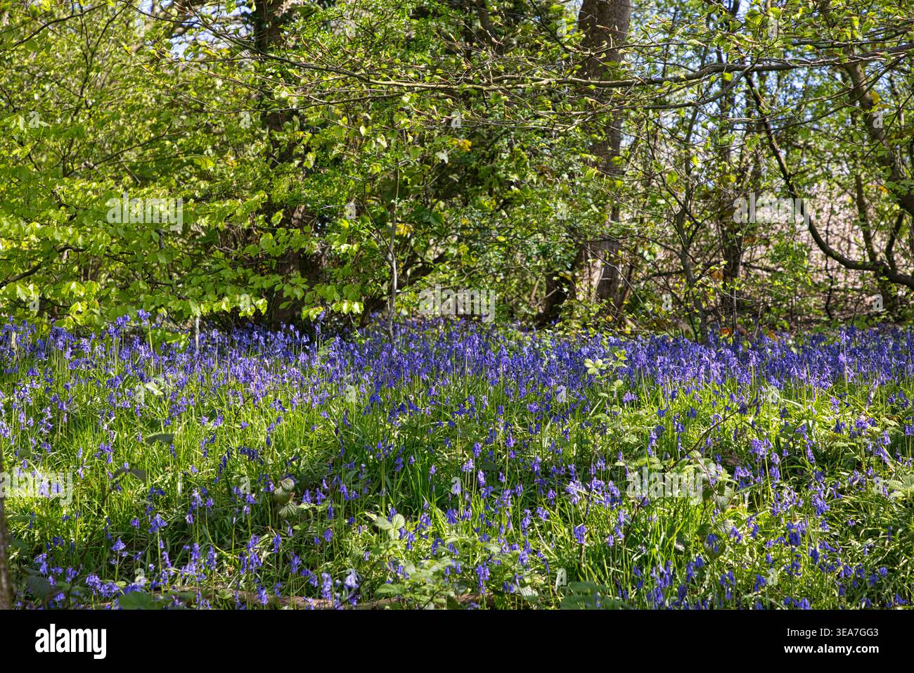 La luce del sole ha abbellito il Bluebell Meadow nel bosco inglese. Foto Stock