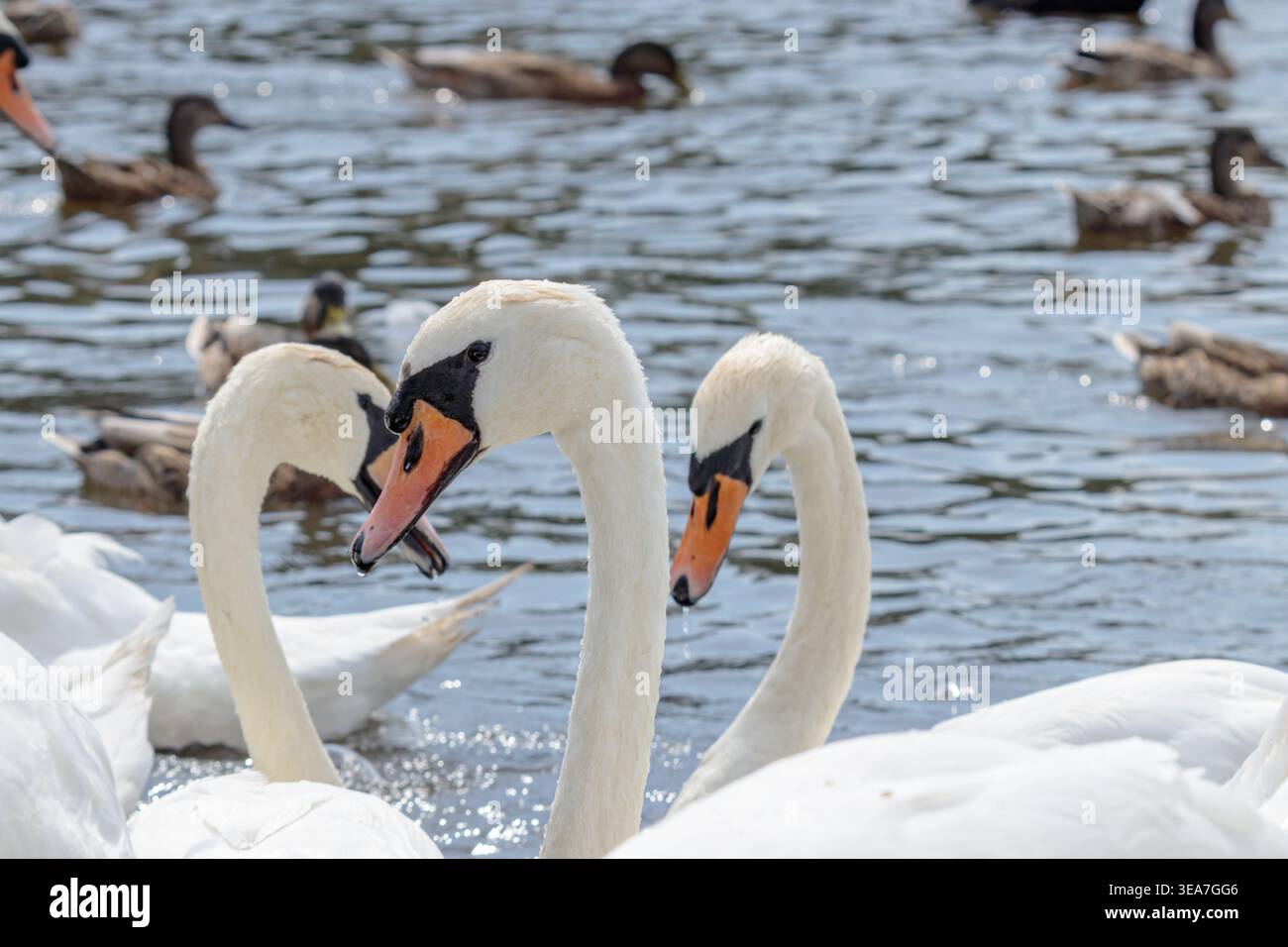 Due cigni muti (Cygnus olor) si avvicinano sull'acqua, mostrando i loro colli curvi e la loro forma elegante in un ambiente calmo e naturale. Foto Stock