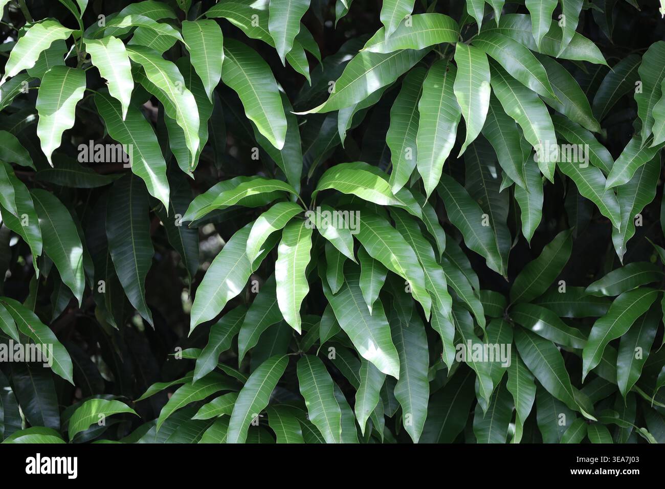 cespuglio con copertura densa foglie lunghe e sottili di verde medio in un sole misto, all'ombra (primo piano) Foto Stock