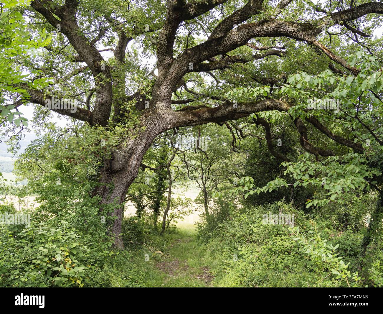 Quercia (Quercus robur), Vercors, Francia, Europa Foto Stock