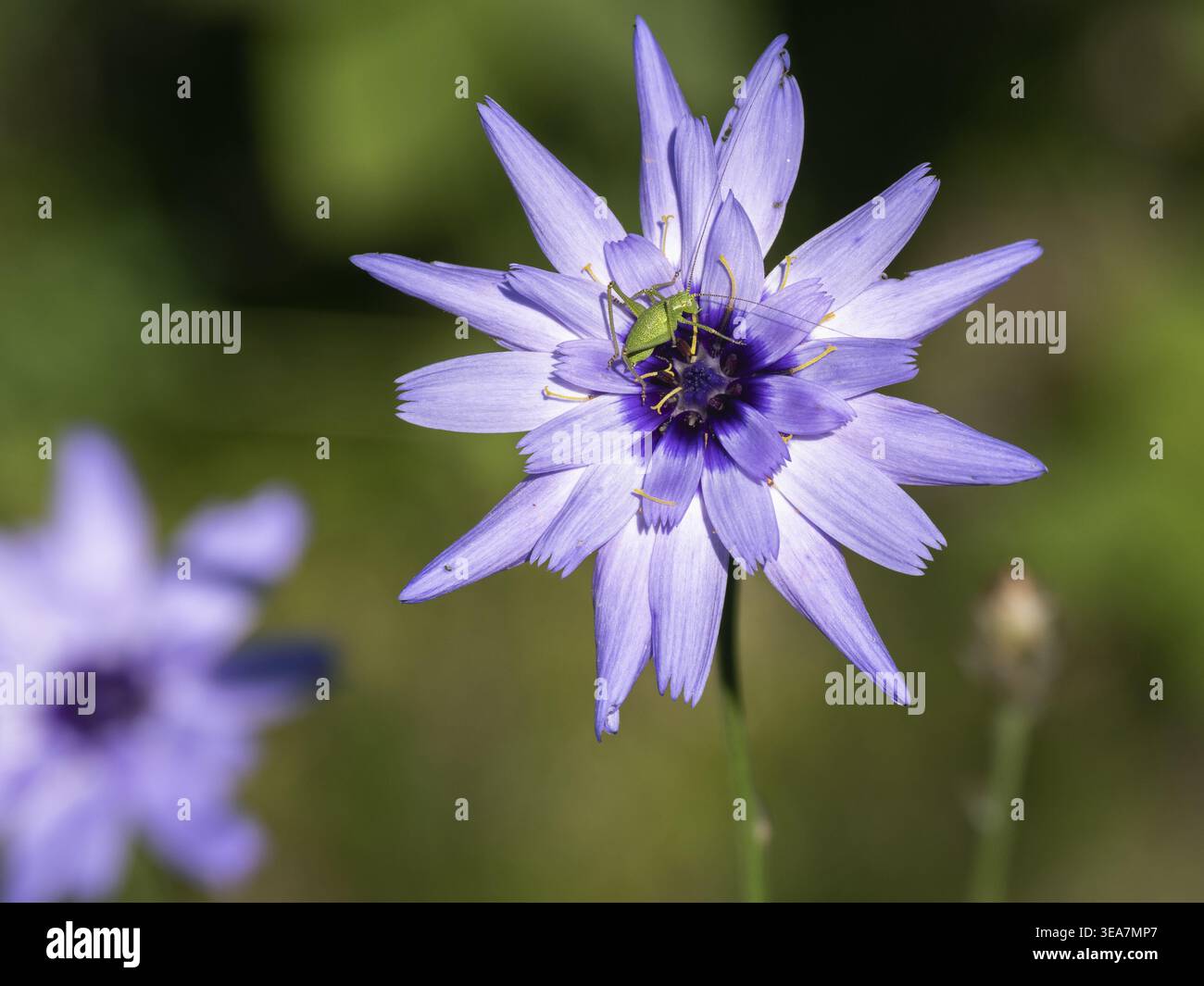 Fiore di sonaglio blu (Catananche caerulea), freccia Cupido'S, cespuglio-cricket maculato (Leptophyes punctatissima), Francia, Europa Foto Stock