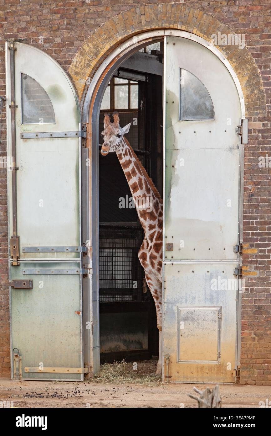 Giraffe House, Zoo, Regent'S Park, Borough of Camden, Londra, Inghilterra, Regno Unito Foto Stock