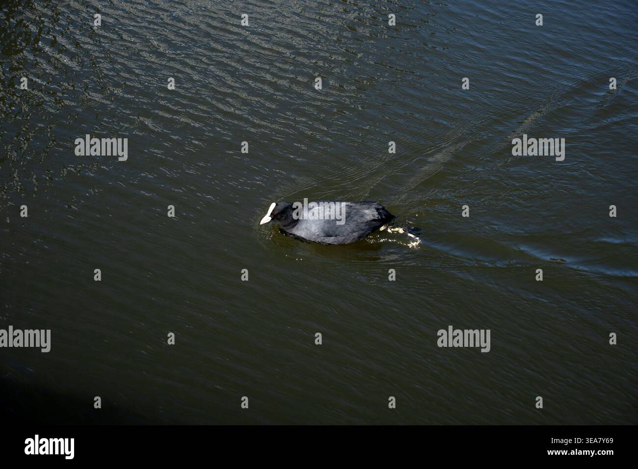 solitary coot scivola sull'acqua scura ondulata in una scena minimalista, profonde tonalità di grigio navy con sfumature argentate sulle piume e un bil bianco brillante Foto Stock