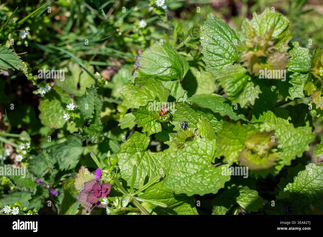 Una cimice vegetale con fondo nero (Eurydema ornata) e una cimice di cavolo (Eurydema oleraceum) su foglie verdi Foto Stock