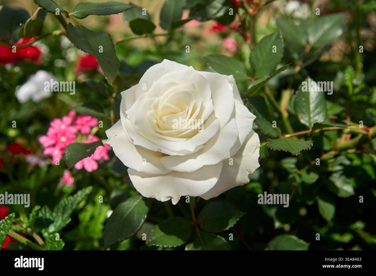 rosa bianca in fiore singola con foglie verdi in giardino, petali naturali, vista dall'alto ravvicinata con sfondo morbido, matrimonio o romantico Foto Stock