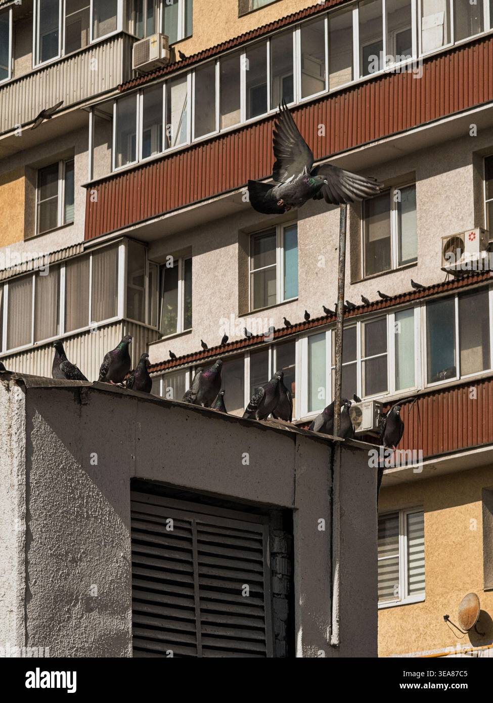 Piccioni che volano e si ergono sull'edificio dell'ambiente urbano - Immagine stock catturata con smartphone