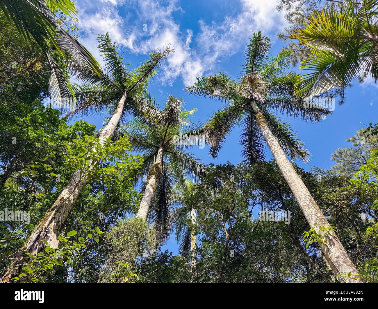 Vista ad angolo basso di alte palme da cocco su un'isola caraibica Foto Stock