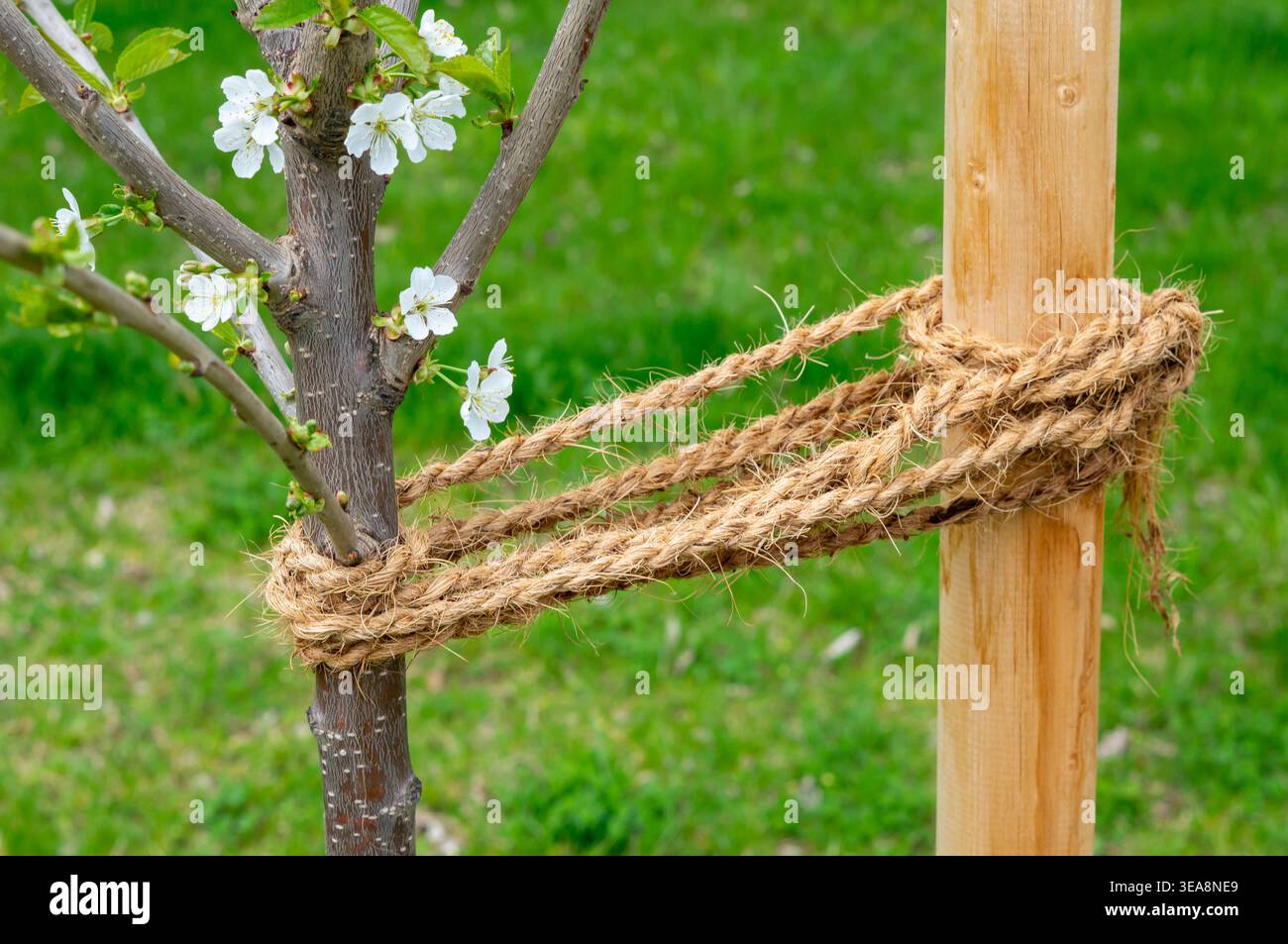 Il giovane albero è legato con il nastro di canapa nel giardino Foto Stock