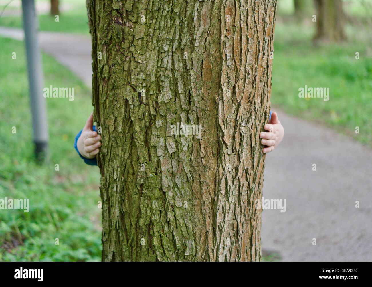 Un ritratto concettuale di un bambino completamente nascosto dietro un enorme tronco di albero in un parco cittadino. Sono visibili solo le mani di due bambini piccoli, con un'imbalsamazione delicata Foto Stock