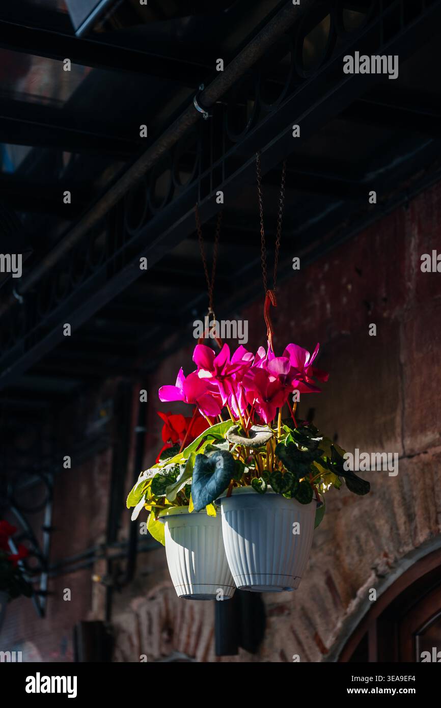Colorato Urban display. Il ciclamino rosa sospeso esalta l'estetica botanica di Urban Street Foto Stock