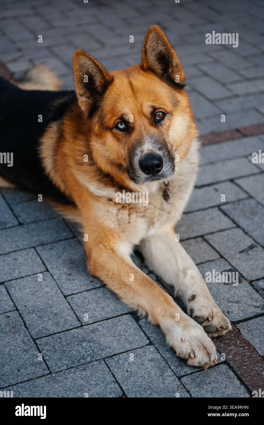 Calm Mixedbreed Dog in città. Grande cane da corsa misto seduto tranquillamente sulla City Walk lastricata Foto Stock