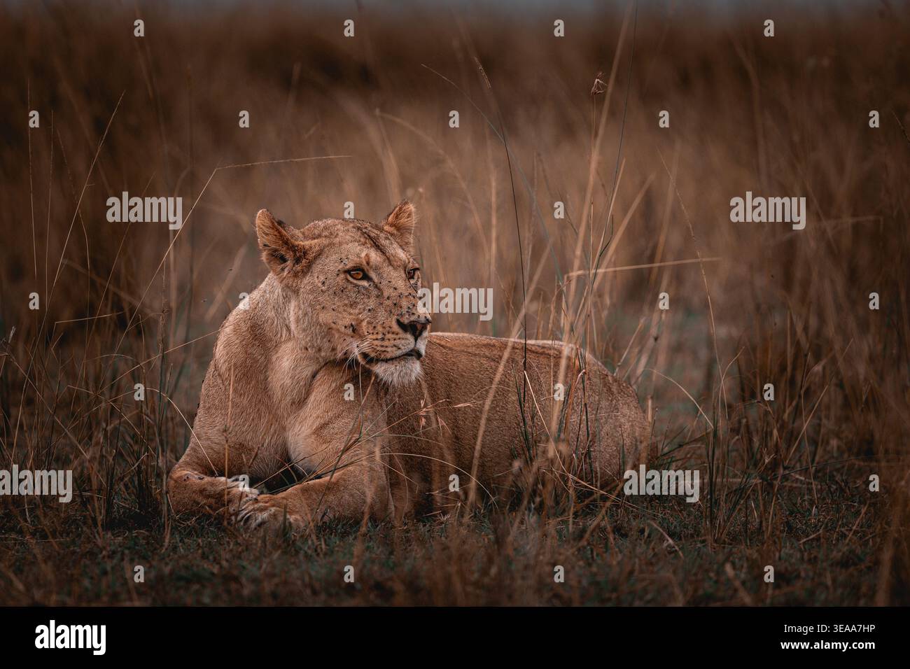 Lioness riposa in erba alta nella riserva nazionale di Maasai Mara, Kenya Foto Stock
