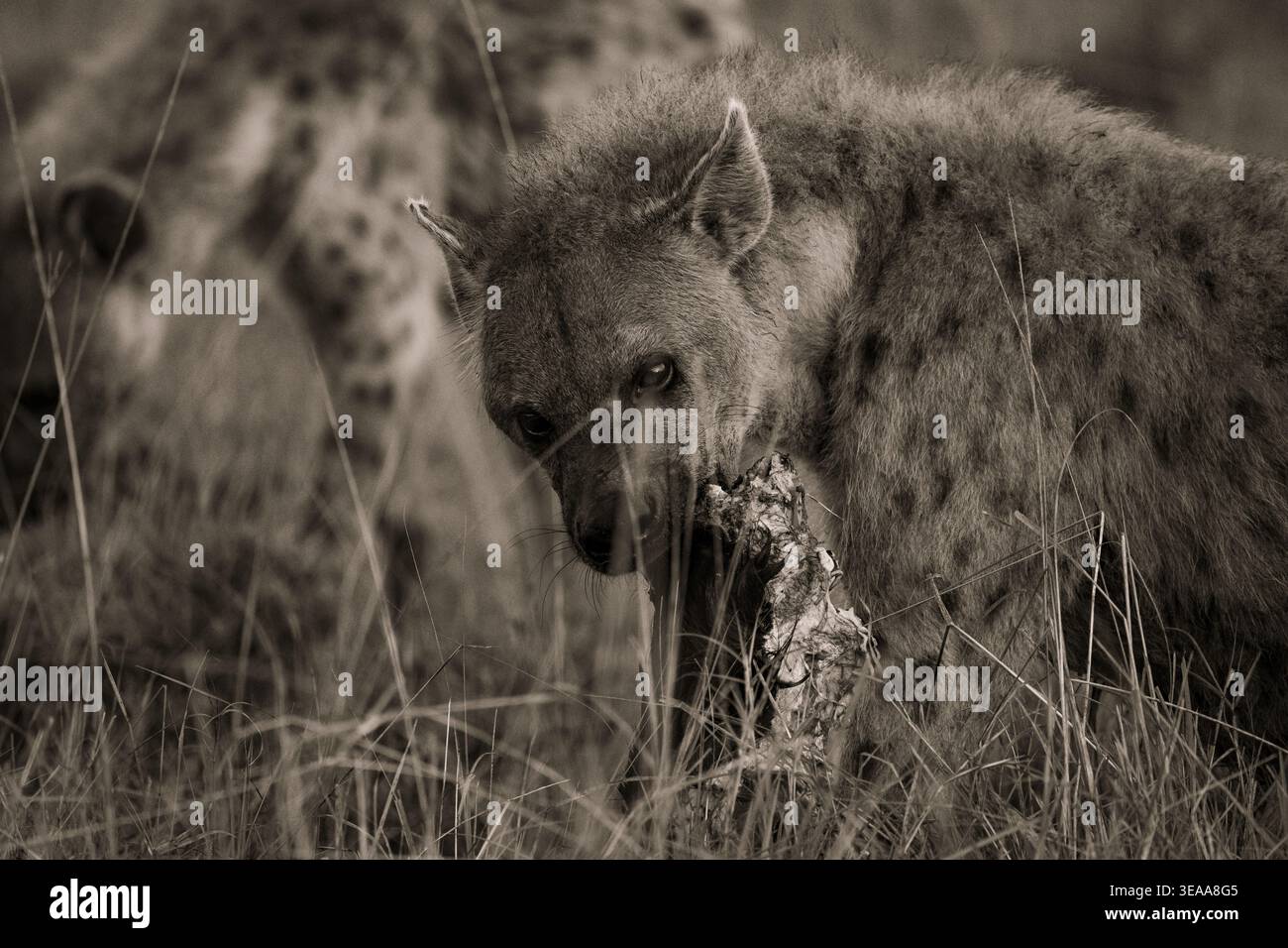 Iena maculata che si nutre di resti nella riserva nazionale di Maasai Mara, Kenya, mostrando un comportamento di rapina e sopravvivenza in natura Foto Stock