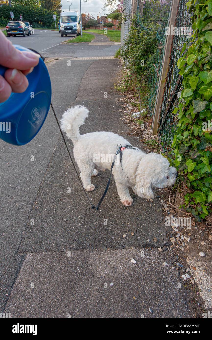 Prospettiva in prima persona di svegliarsi con un piccolo cane cavapoo bianco durante la sua passeggiata quotidiana Foto Stock