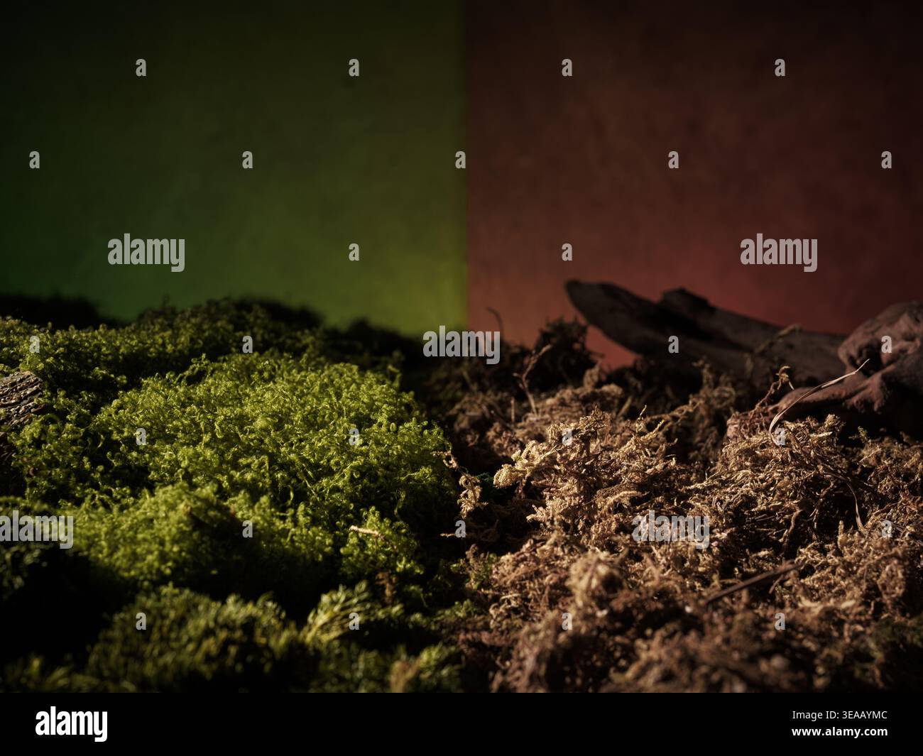 Il muschio verde e il suolo asciutto contrastano con lo spazio di copia, simboleggiando il cambiamento climatico, l'equilibrio ambientale, la crescita rispetto al declino e la crisi della sostenibilità Foto Stock