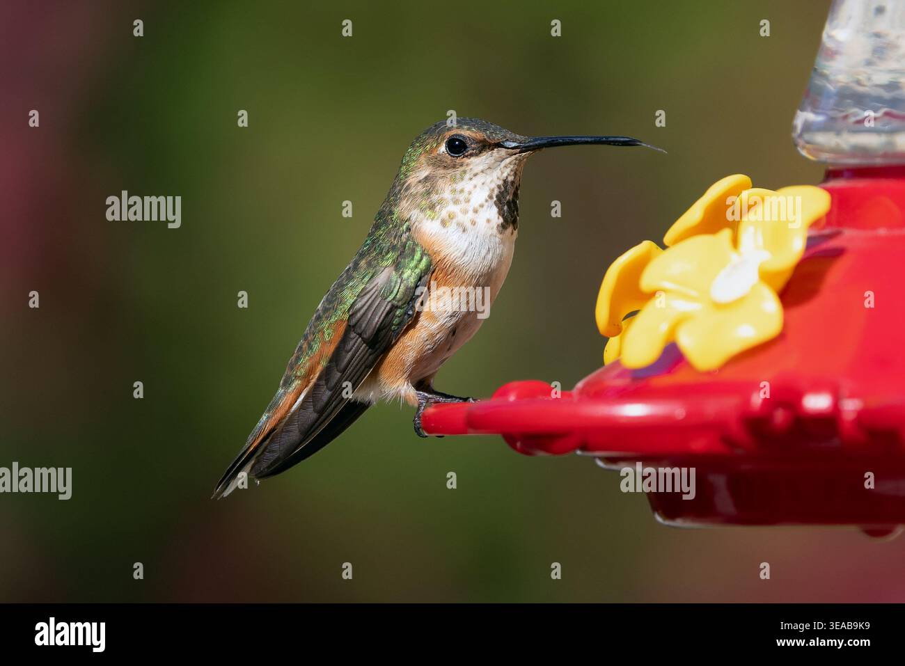 Il colibrì di Allen (Selasphorus sasin) arroccato a feeder, California, USA Foto Stock