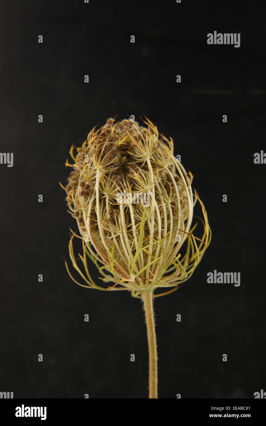 Carota di Daucus di fiori selvatici con semi su sfondo nero. Fiore di prato con ombela, grappolo di frutta. Foto Stock
