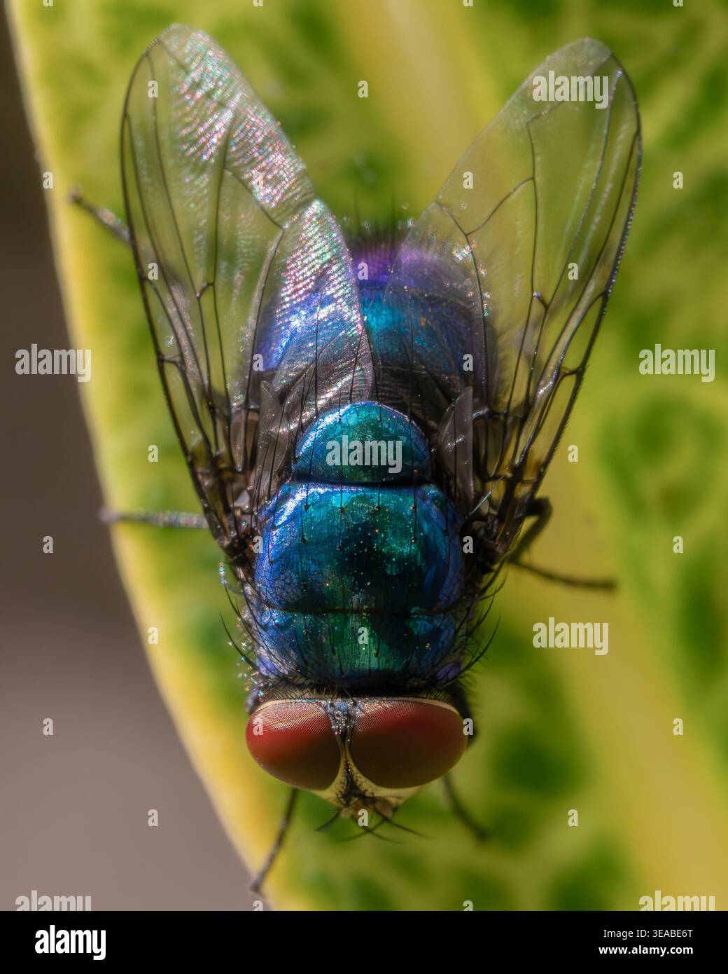 Una foto macro estremamente dettagliata di una comune mosca appollaiata su una foglia verde vibrante, che mostra i suoi occhi composti e i peli sottili del corpo. Foto Stock