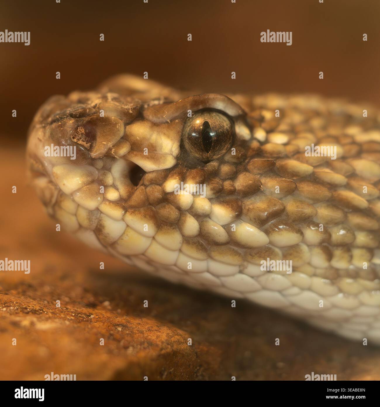 Un macro primo piano della testa di un serpente rivela scale dettagliate, pelle ruvida e un occhio focalizzato con tonalità calde e naturali. Foto Stock