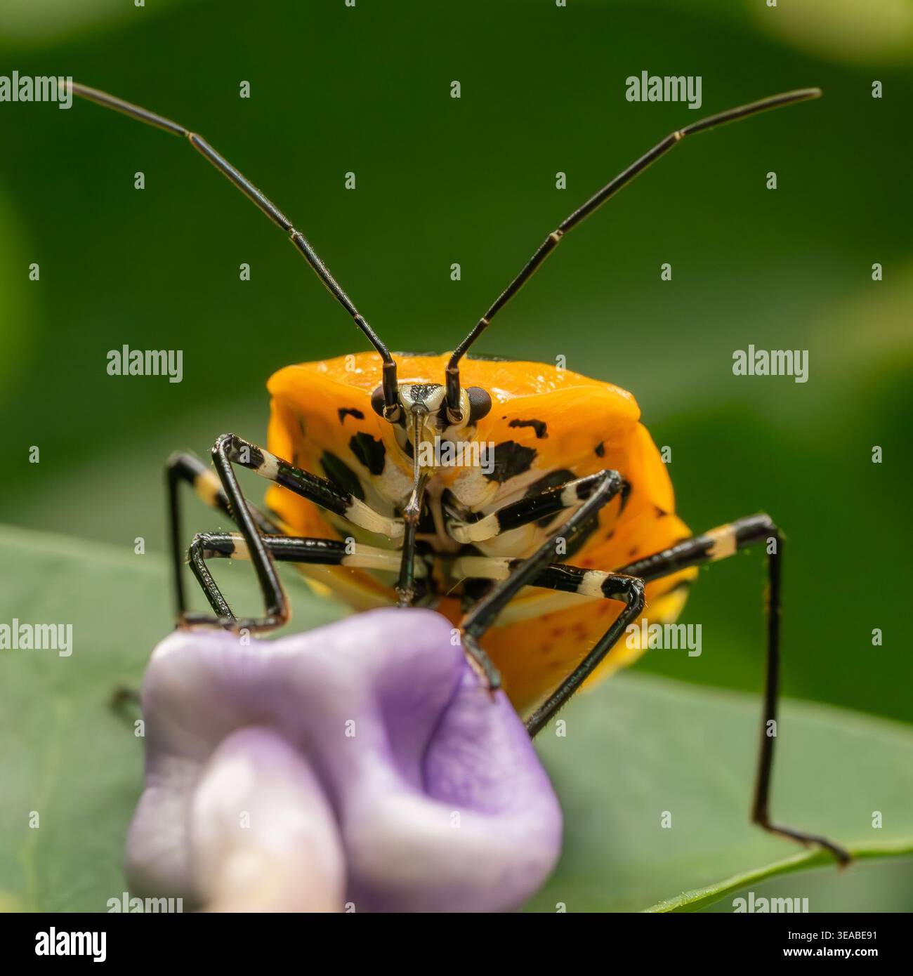 Un macro primo piano di un insetto arancione brillante arroccato su un fiore, che mette in risalto le sue lunghe antenne e i dettagli intricati del corpo. Foto Stock
