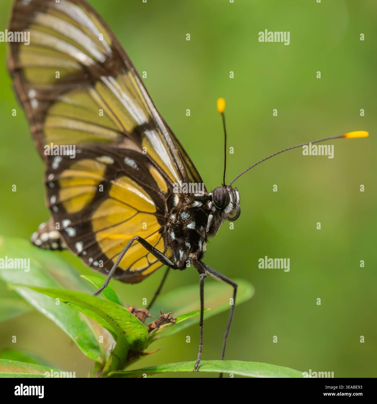 Un macro primo piano di una farfalla appollaiata su una foglia verde, che mostra ali traslucide, delicati dettagli e vivaci marcature gialle. Foto Stock
