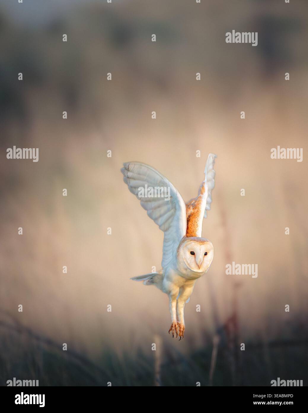 Barn Owl Hunting Over Sand Dunes, Cresswell, Northumberland Foto Stock