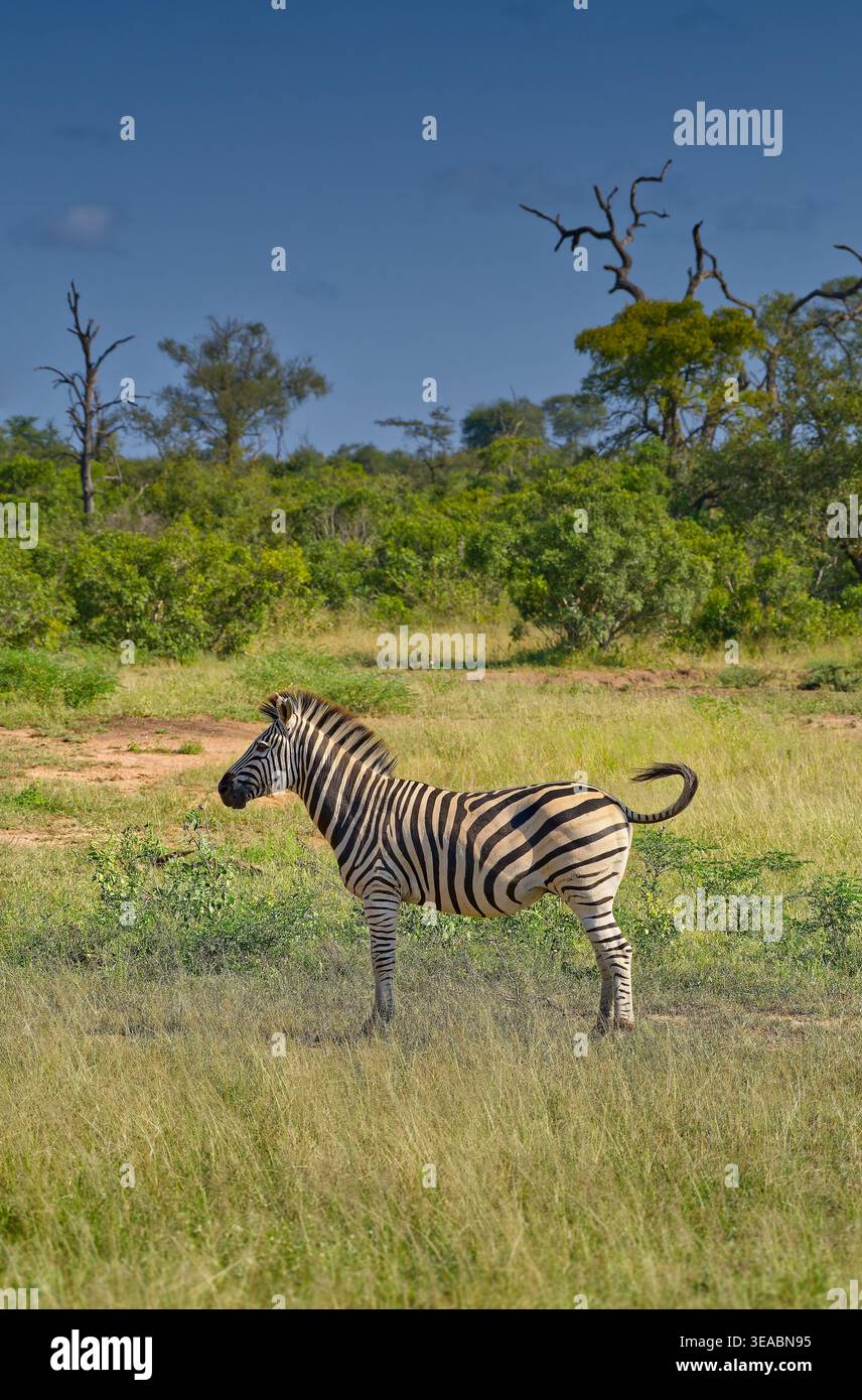Immagine orientata verso il ritratto di una zebra delle pianure (Equus quagga) in posizione erbosa sotto un cielo blu al parco nazionale di Kruger, Sudafrica Foto Stock