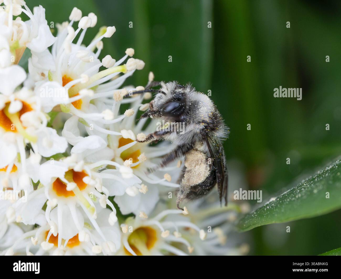 Biodiversità - Andrena cineraria - Aia mineraria su fiori bianchi. Foto di alta qualità Foto Stock