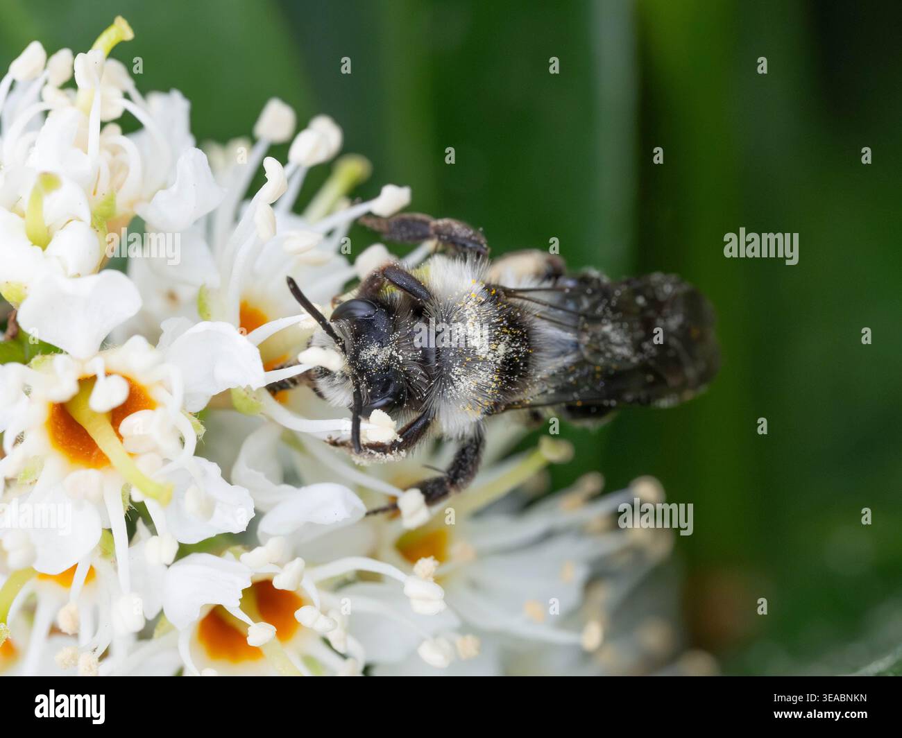 Biodiversità - Andrena cineraria - Aia mineraria su fiori bianchi. Foto di alta qualità Foto Stock
