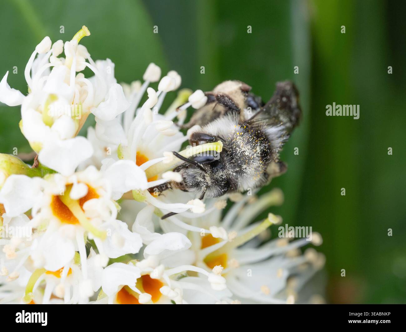 Biodiversità - Andrena cineraria - Aia mineraria su fiori bianchi. Foto di alta qualità Foto Stock