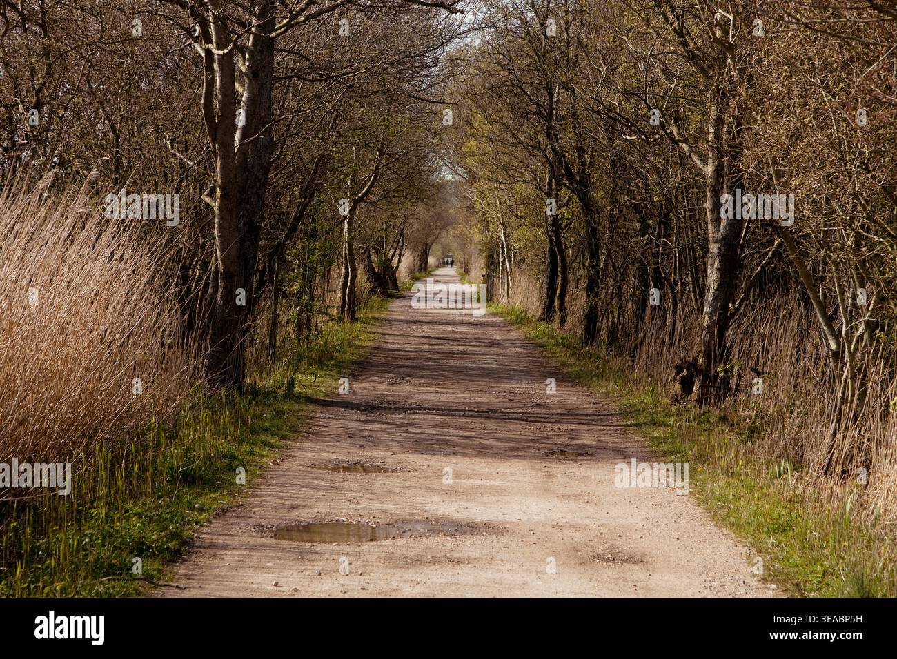 Un sentiero attraverso la riserva naturale Leighton Moss RSPB in Cumbria, Regno Unito Foto Stock