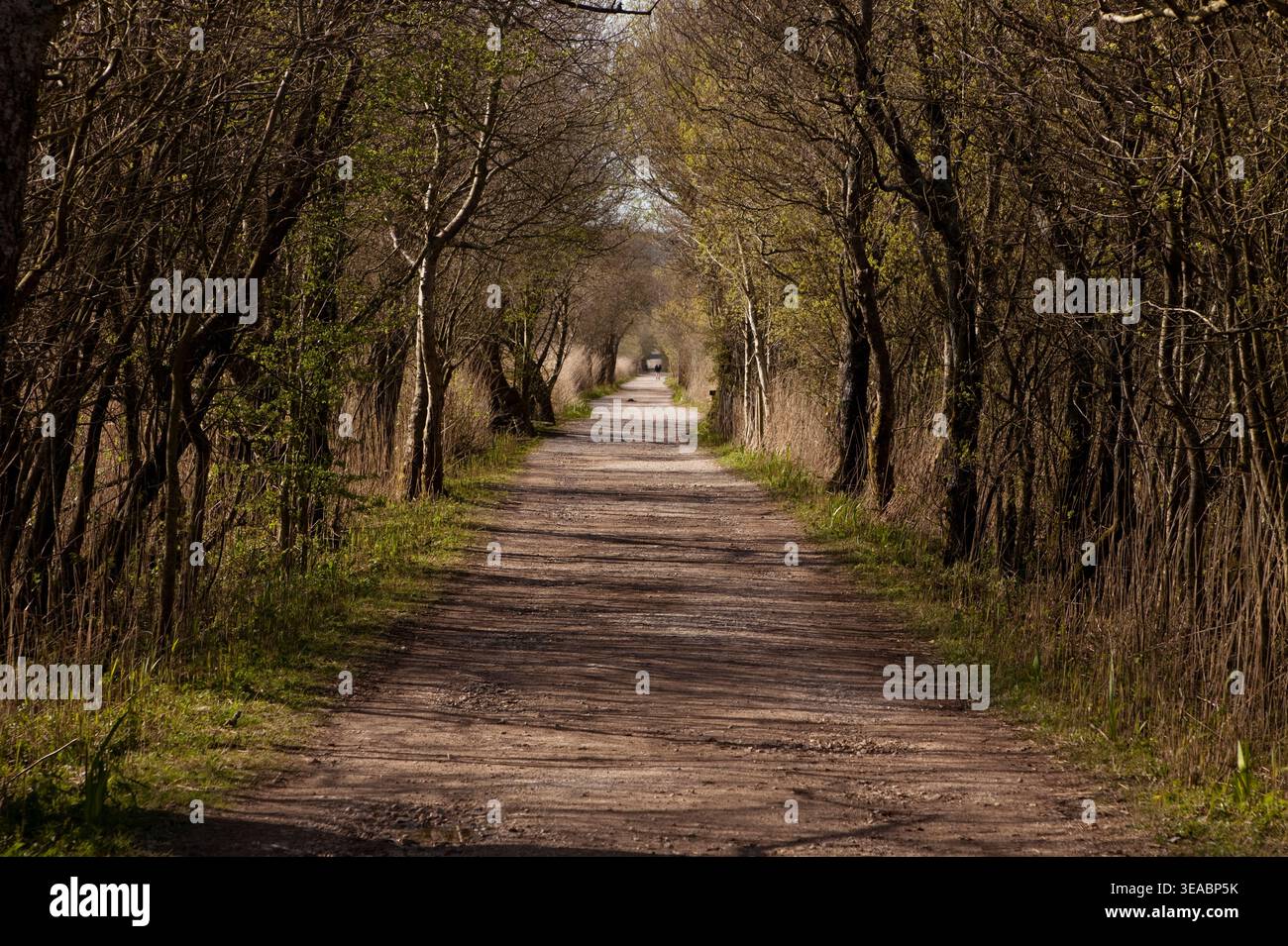 Un sentiero attraverso la riserva naturale Leighton Moss RSPB in Cumbria, Regno Unito Foto Stock