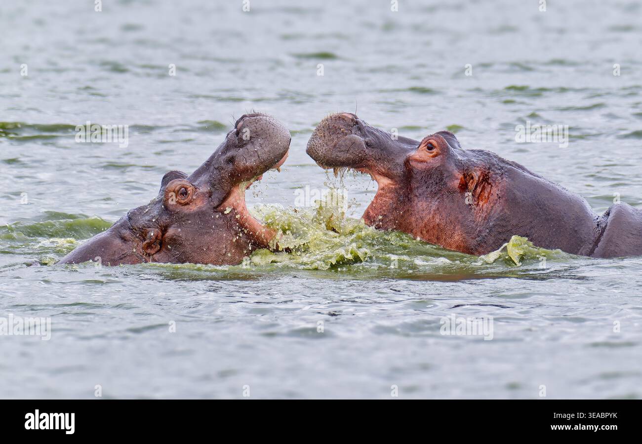 Due Hippopotamus (Hippopotamus amphibius) si confrontano a bocca aperta nell'acqua del parco nazionale Kruger, Sudafrica Foto Stock