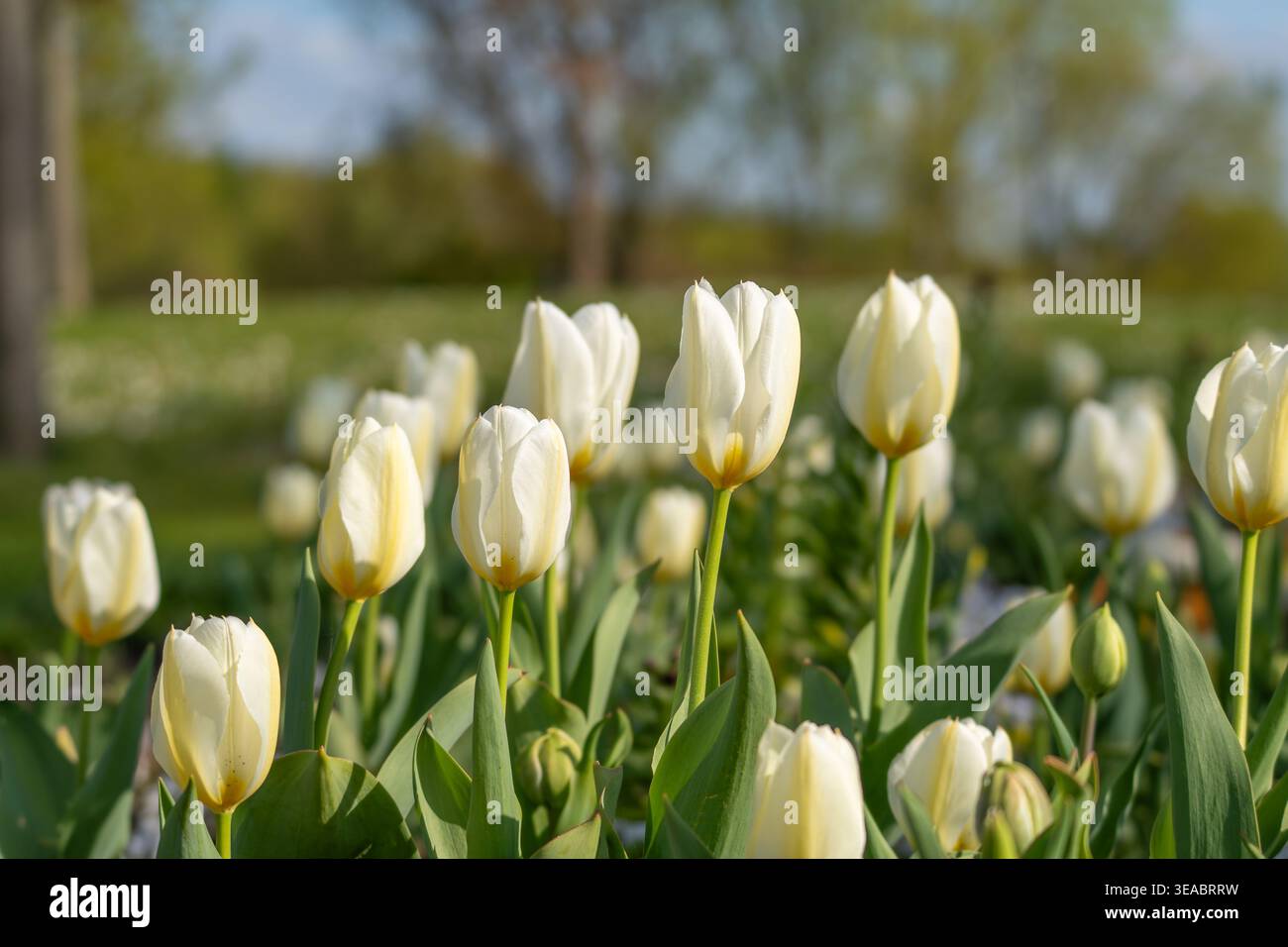 I tulipani bianchi fioriscono alla luce del sole soffusa. Gli steli verdi sono alti, oscillando delicatamente. Alberi sfocati incorniciano un tranquillo giardino. La delicata bellezza della primavera rad Foto Stock