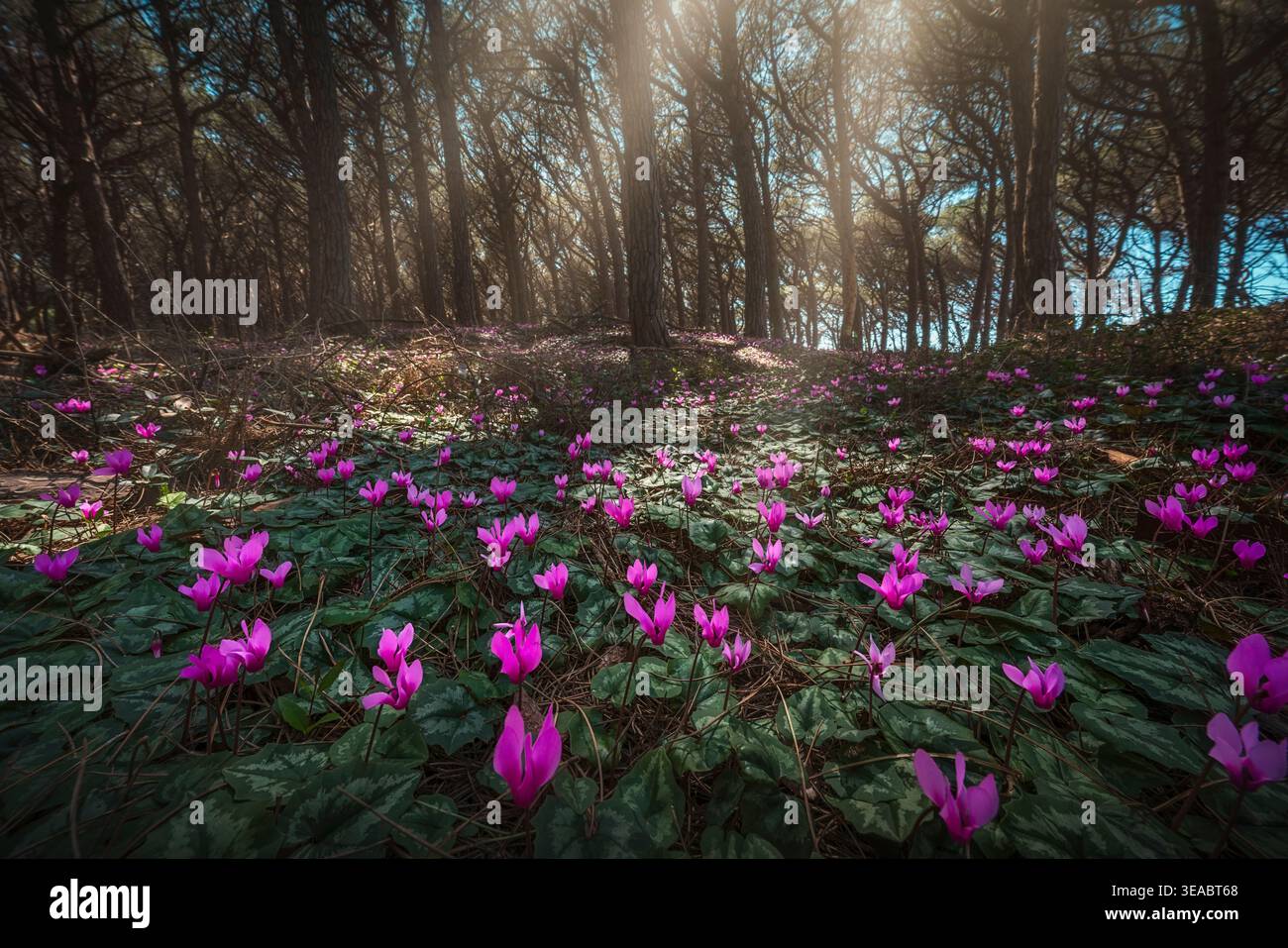 Ciclamini selvatici in fiore nella pineta di Tombolo di Cecina. La luce del sole filtra tra tra gli alberi sul terreno forestale in Toscana, Italia Foto Stock