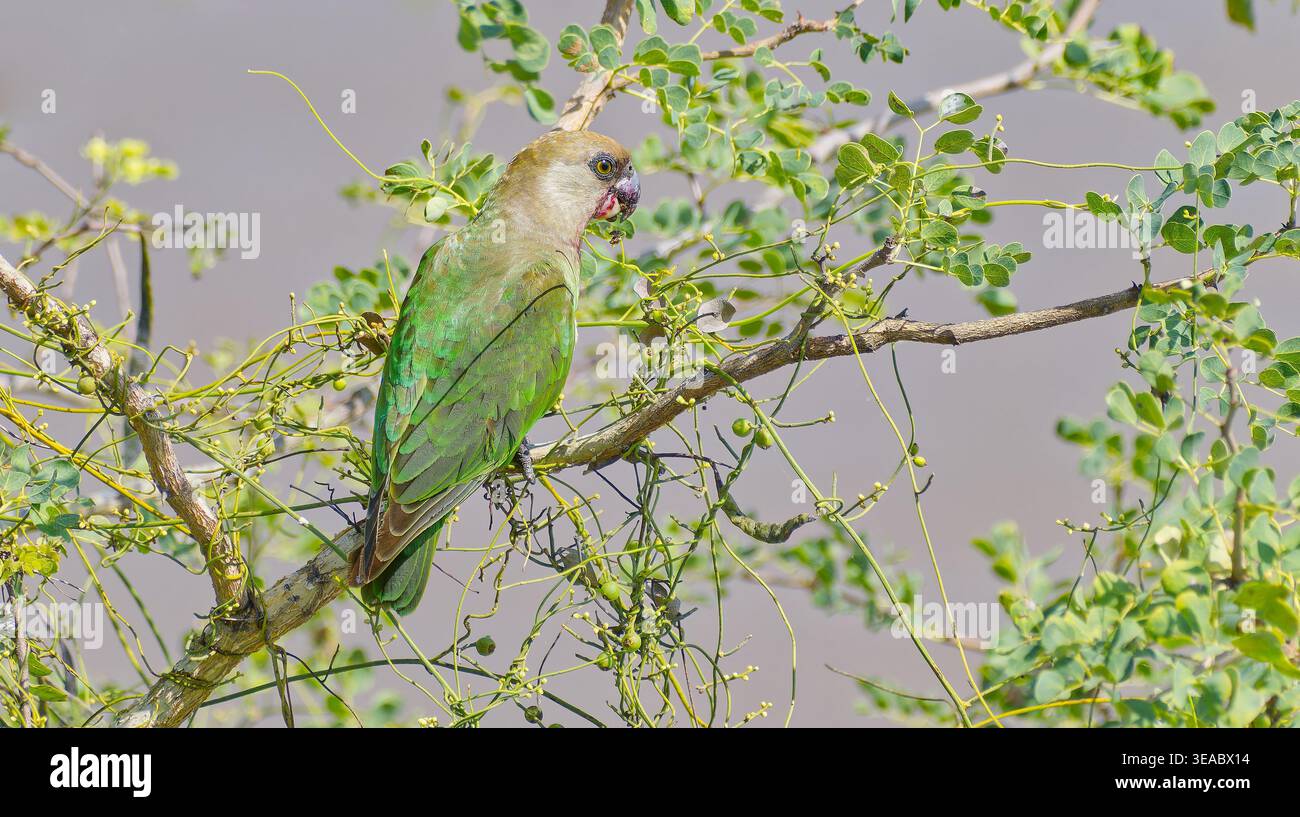 Un pappagallo dalla testa castana (Poicephalus cryptoxanthus) in un albero verde verde nel parco nazionale di Kruger, Sudafrica Foto Stock