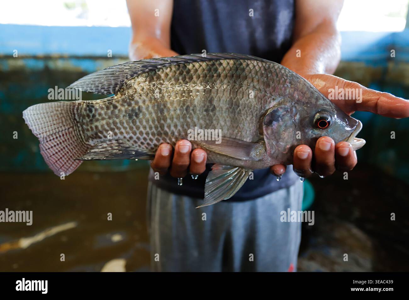 Agricoltore che detiene pesce fresco di Tilapia in acquacoltura – allevamento ittico sostenibile, industria dell'acquacoltura di acqua dolce, produzione di pesce e pesca Bu Foto Stock