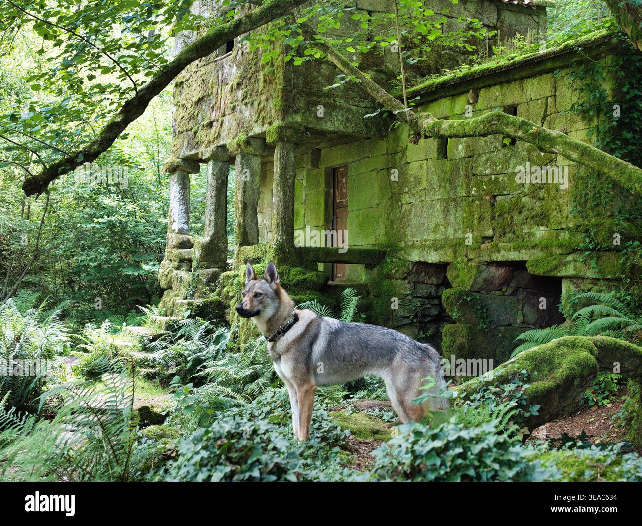 Saarloos Wolfdog in una lussureggiante foresta verde di fronte a un antico granaio di pietra muschiata (horreo). Scena naturale cinematografica. Foto Stock