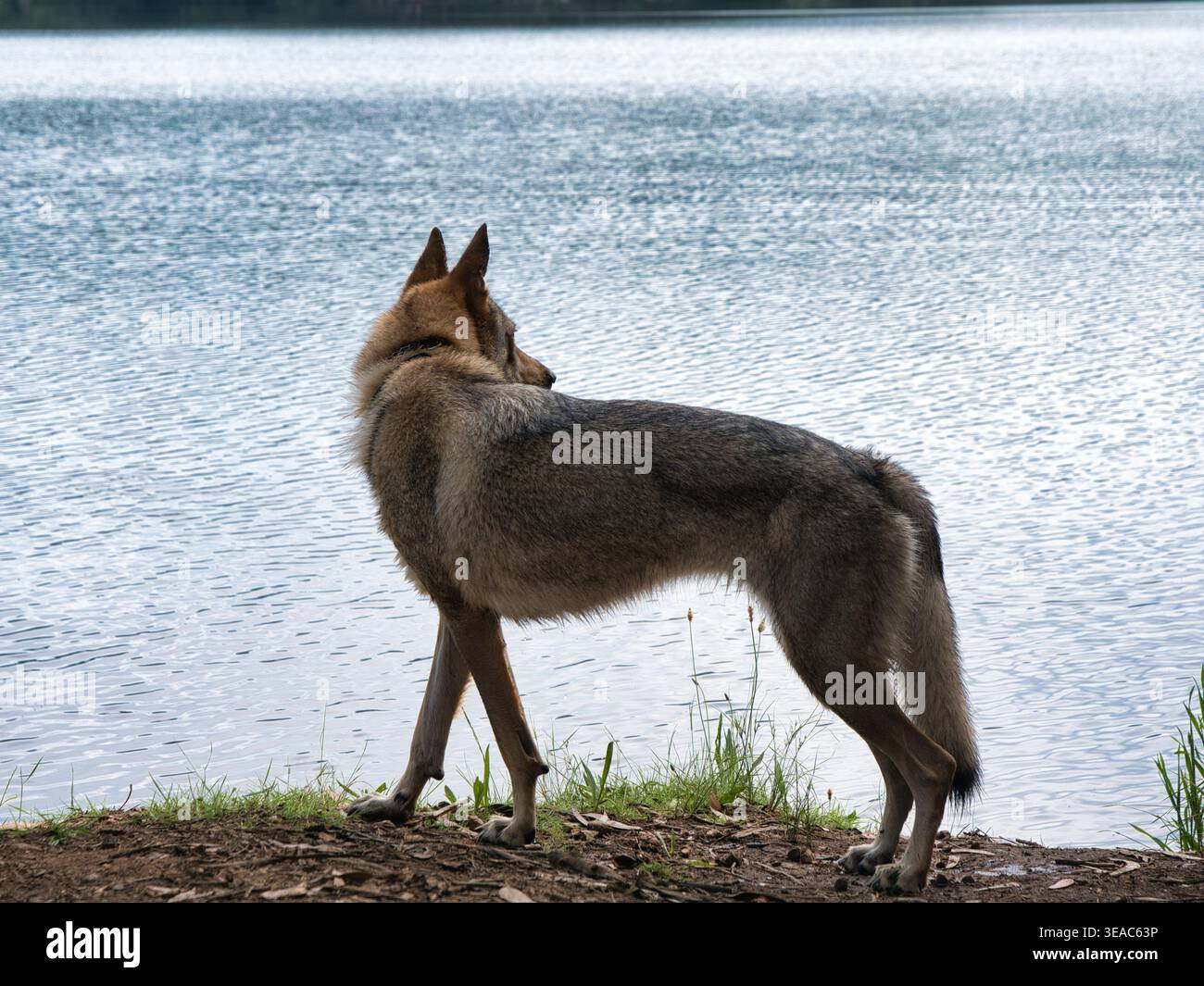 Profilo laterale di un Saarloos Wolfdog o di un cane da pastore che si affaccia su un lago calmo. Tranquilla scena animale in natura. Foto Stock