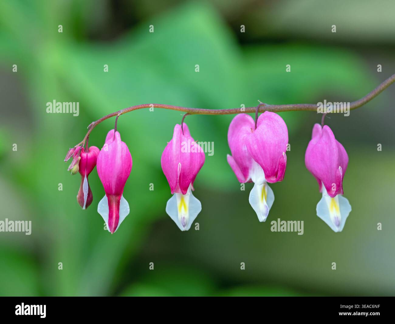 Primo piano dei bellissimi fiori della pianta ornamentale che sanguina il cuore, Lamprocapnos spectabilis Foto Stock