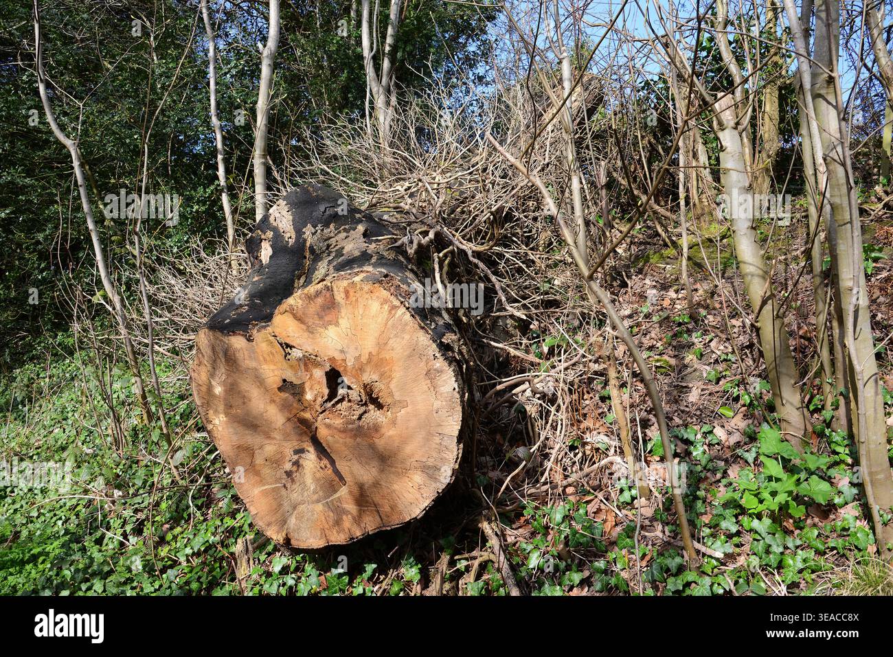 Tronchi d'albero Foto Stock